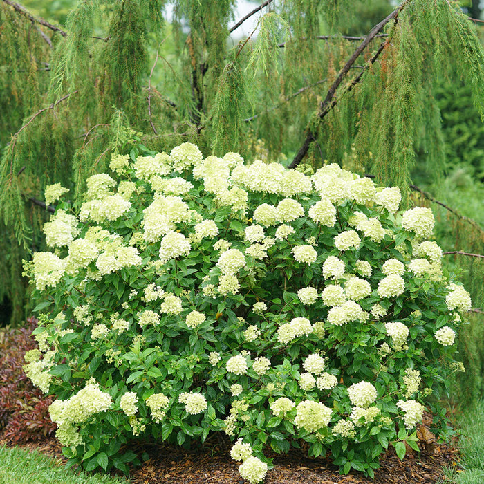 Hydrangea-Little Lime - G2/G3