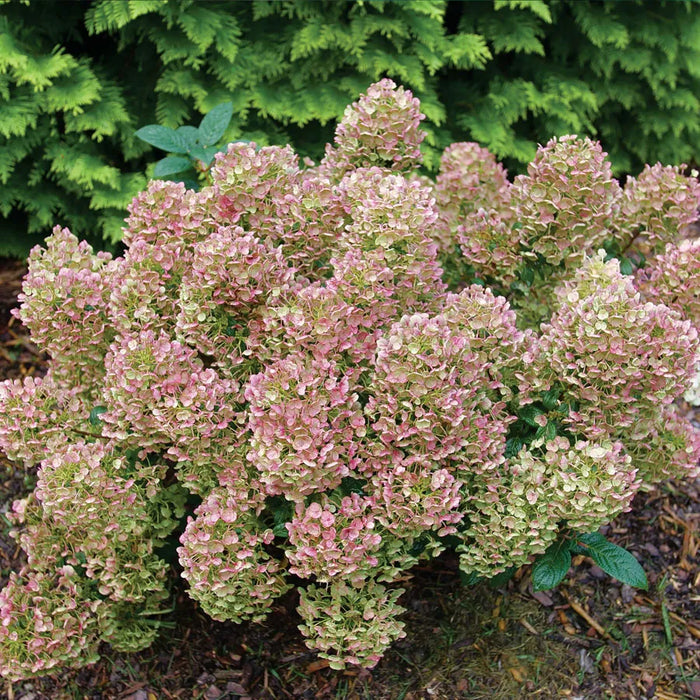 Hydrangea-Tiny Quick Fire - G2/