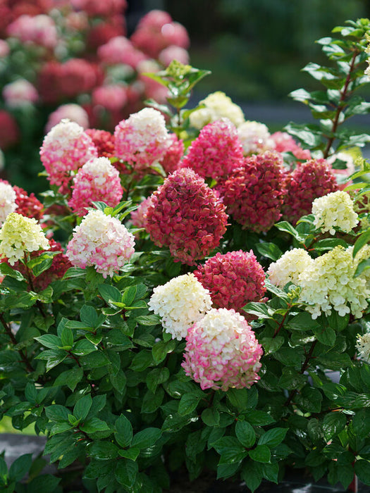 Hydrangea-LittleLime Punch - G3