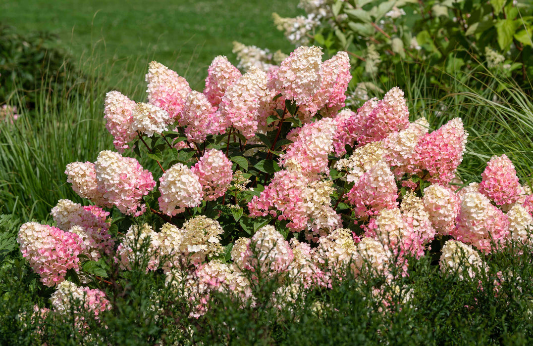 Hydrangea-Straw. Sundae - G5