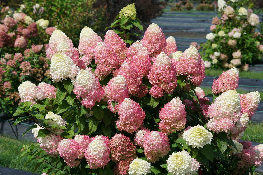 Hydrangea-Quick Fire Fab - G3