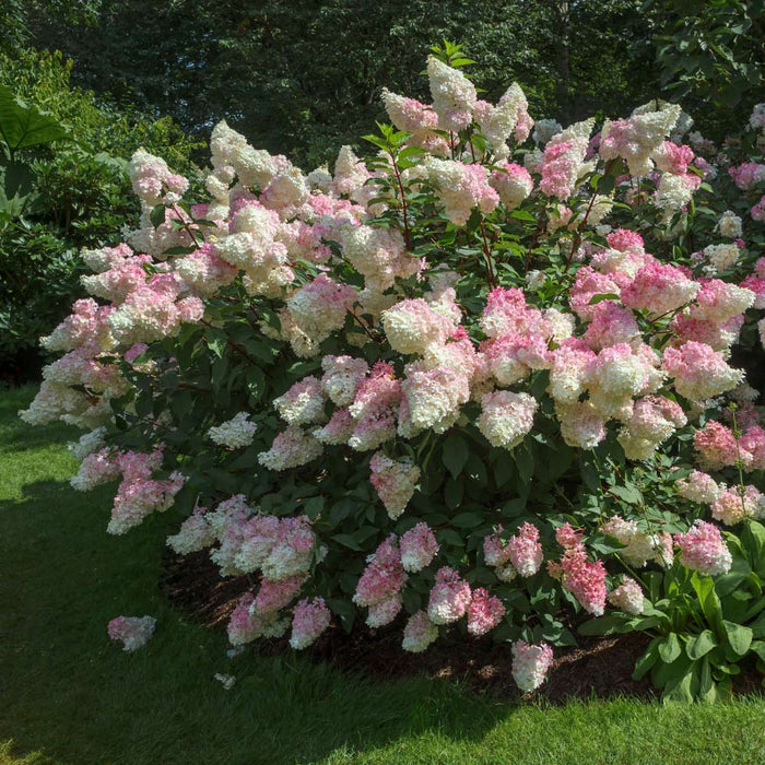 Hydrangea-Van. Strawberry - G5