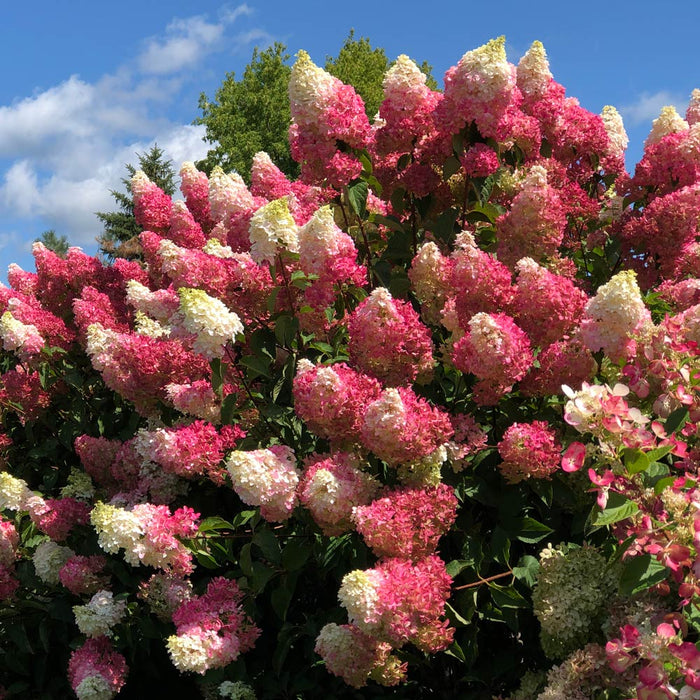 Hydrangea-Berry White - G5