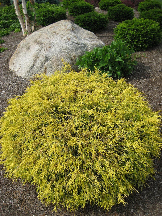 Cypress-Golden Mops - G3