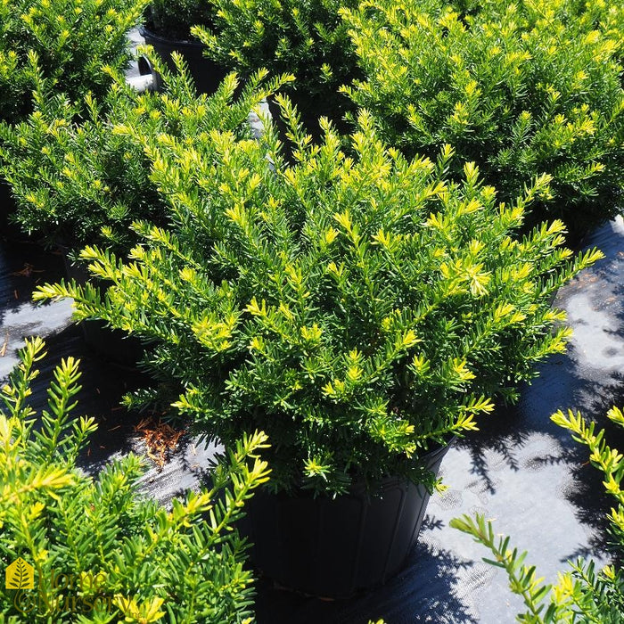 Yew-Everlow - G5