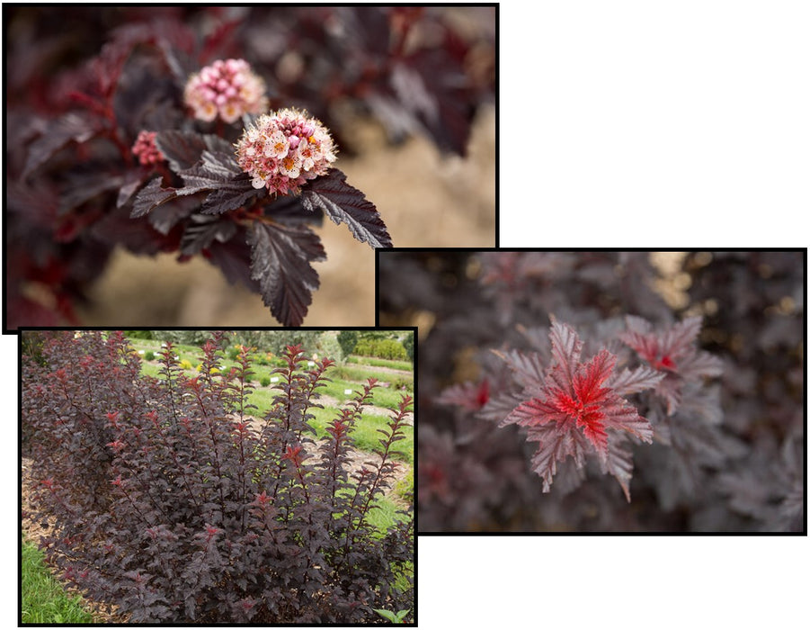 Ninebark-Fireside - G5