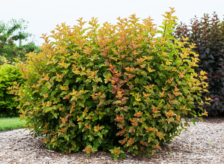 Ninebark-Amber Jubilee - G2/G3