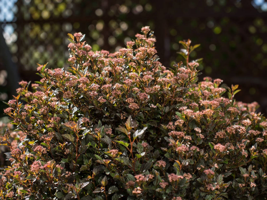 Ninebark-Little Devil - G2/G3