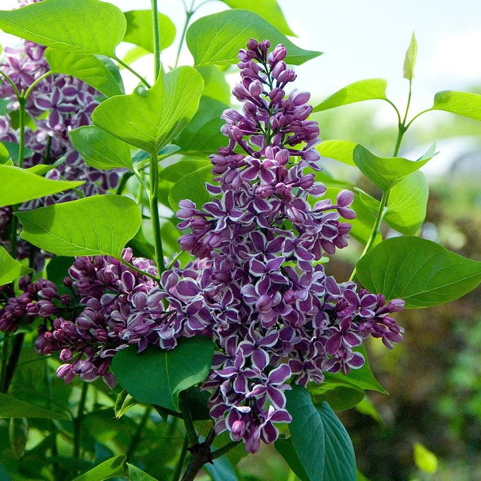 Lilac-Sensation - G3