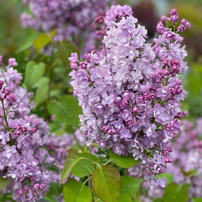 Lilac-Scentara Blue - G3