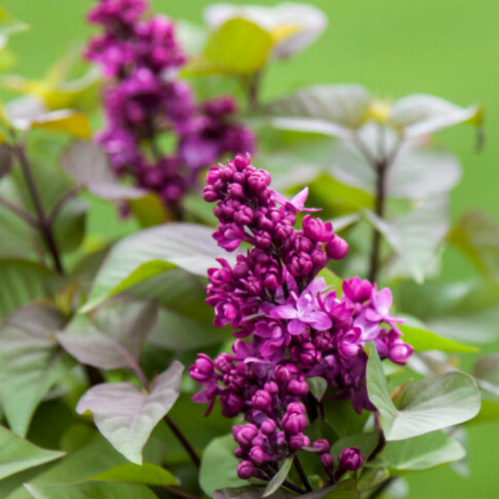 Lilac-Virtual Violet - G3