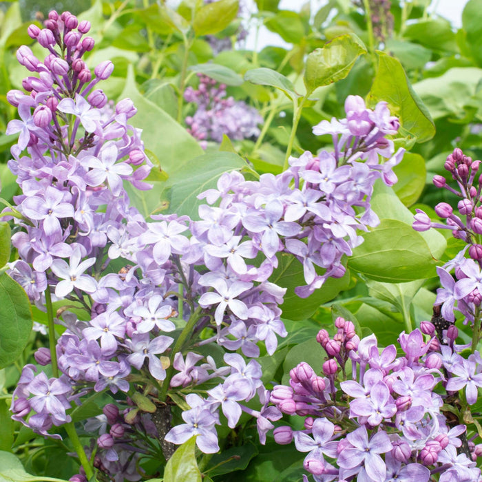 Lilac-New Age Lavender - G3
