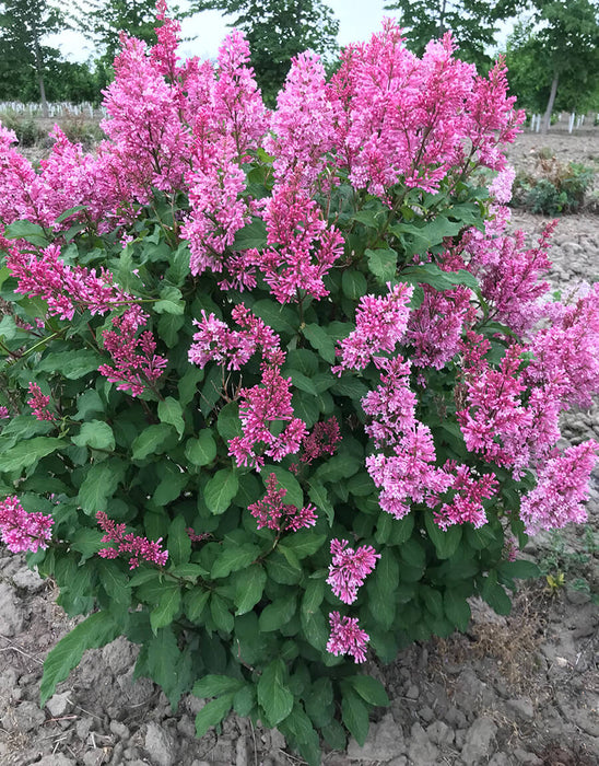 Lilac-Pinktini - G3