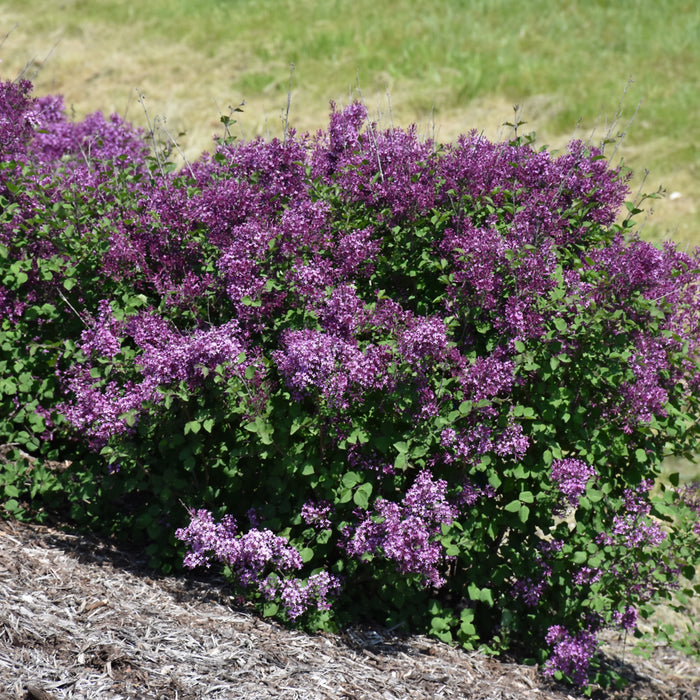 Lilac-Bl. Dark Purple - G2/G3