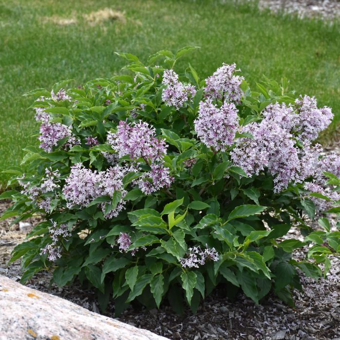 Lilac-Little Lady - G2/G3