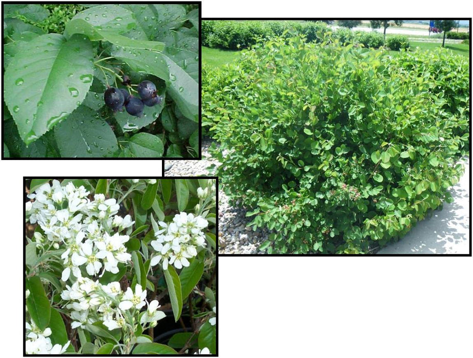 Serviceberry-Regent - G5