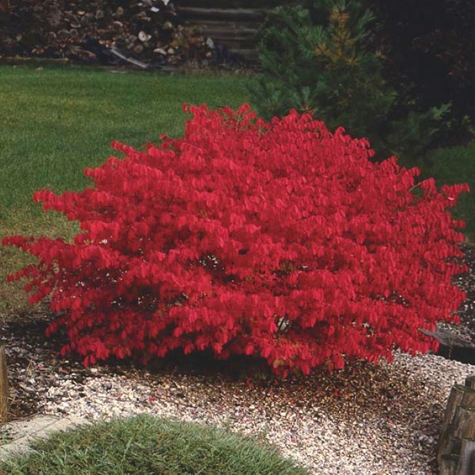 Burning Bush-Compact - G3
