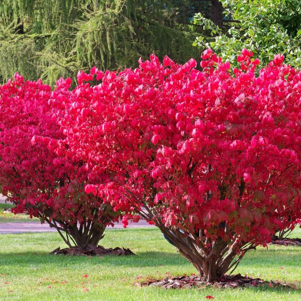 Burning Bush-Little Moses - G5