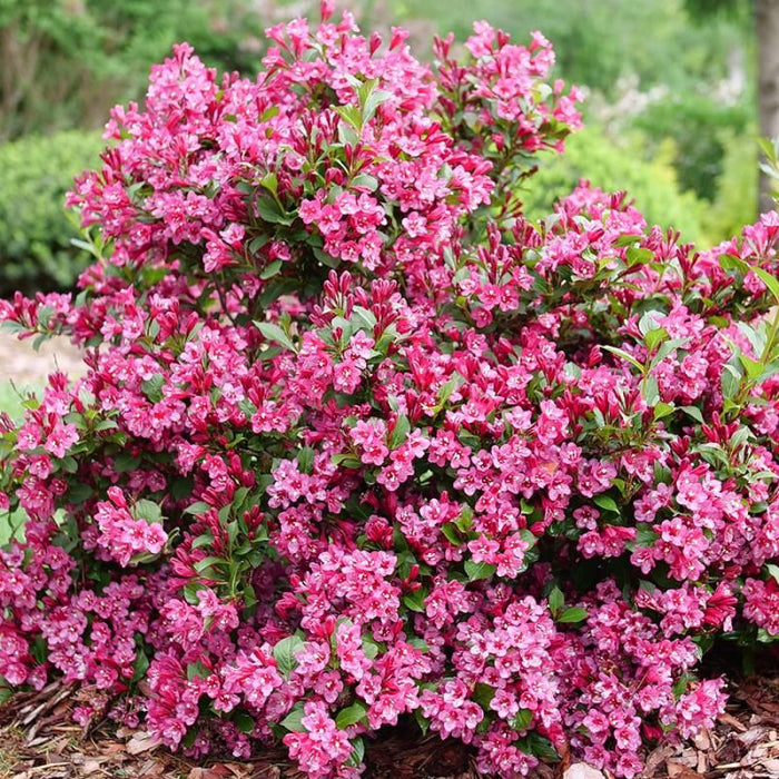 Weigela-Sonic Bloom Pink - G2