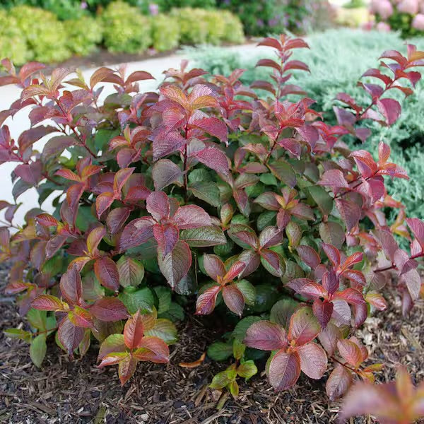 Weigela-Midnight Sun - G2/G3