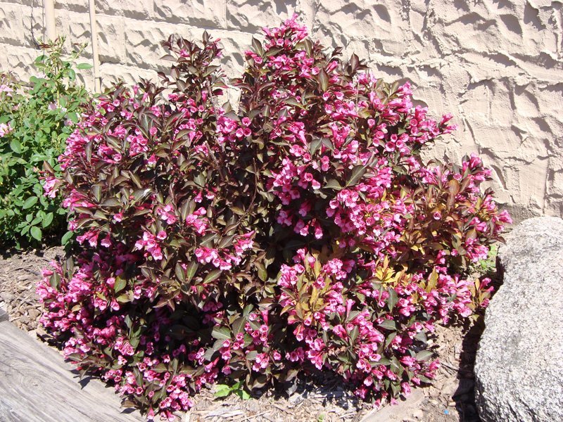 Weigela-Shining Sensation - G3