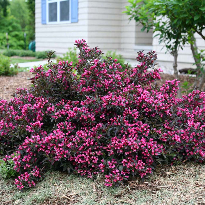 Weigela-Spilled Wine - G2/G3