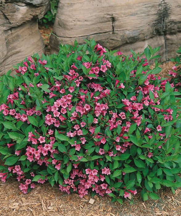 Weigela-Minuet - G2/G3