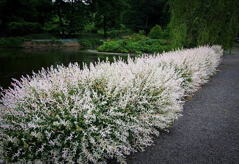 Willow-H. Nishiki - G3