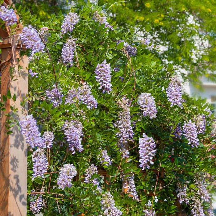 Vine-S.C. Wisteria - G2/G3