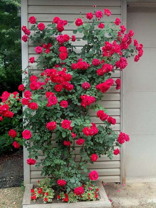 Rose-Clim. Ramblin Red - G2/G3