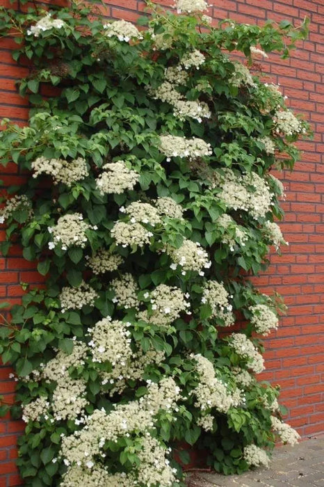 Vine-Climbing Hydrangea - G2/G3