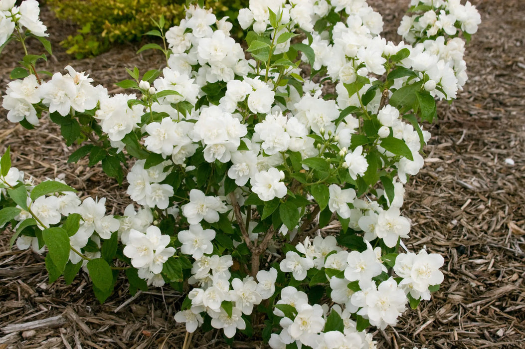 Mockorange-Snow White - G2/G3