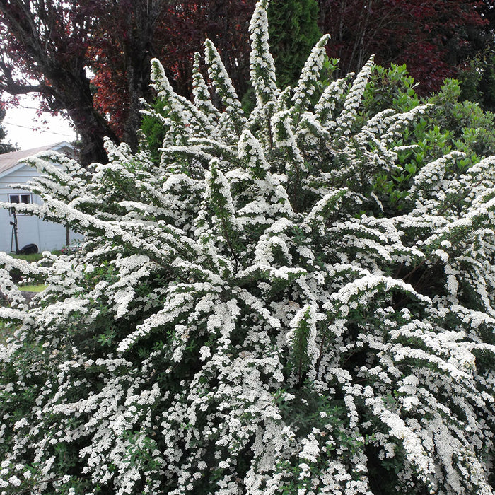 Spirea-Snowmound - G3/G5