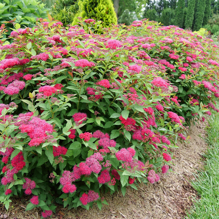 Spirea-D. Play Doozie - G2/G3
