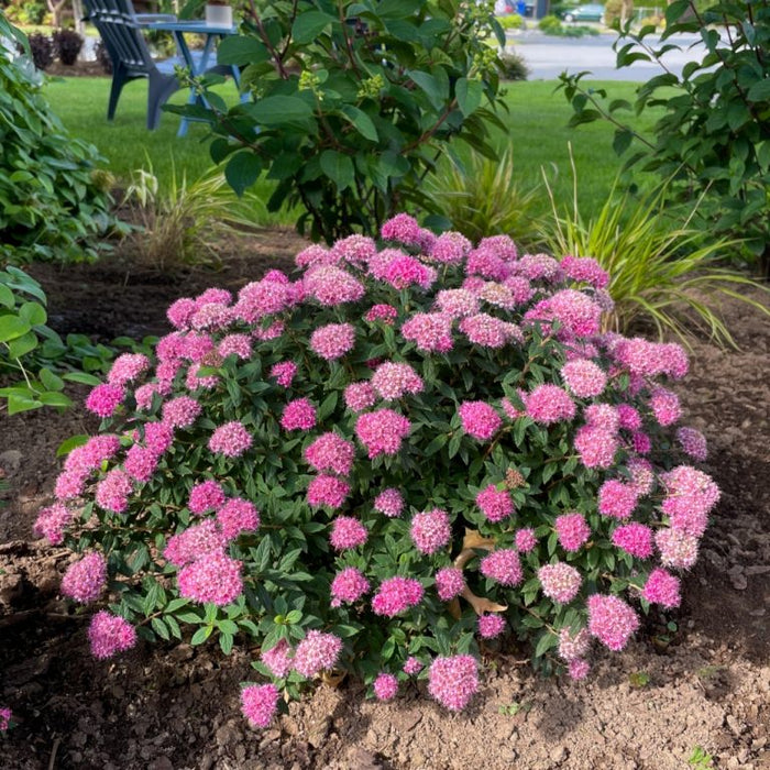 Spirea-Pop Rocks Petite - G2/G3