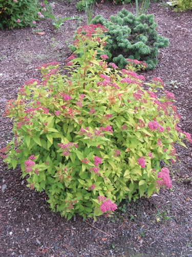 Spirea-Magic Carpet - G2/G3