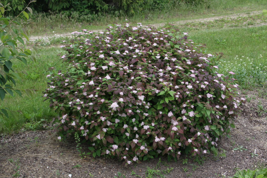 Spirea-Spot On - G2/G3