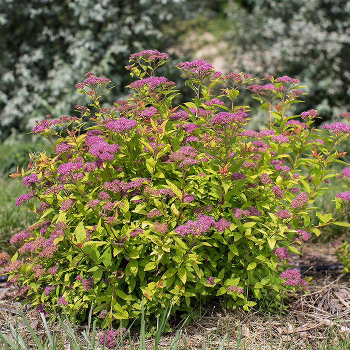 Spirea-Little Spark - G2/G3
