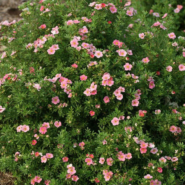 Potentilla-Pink Beauty - G2/G3