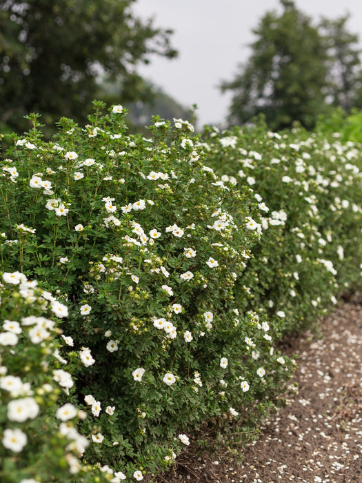 Potentilla-Creme Brulee - G2/G3