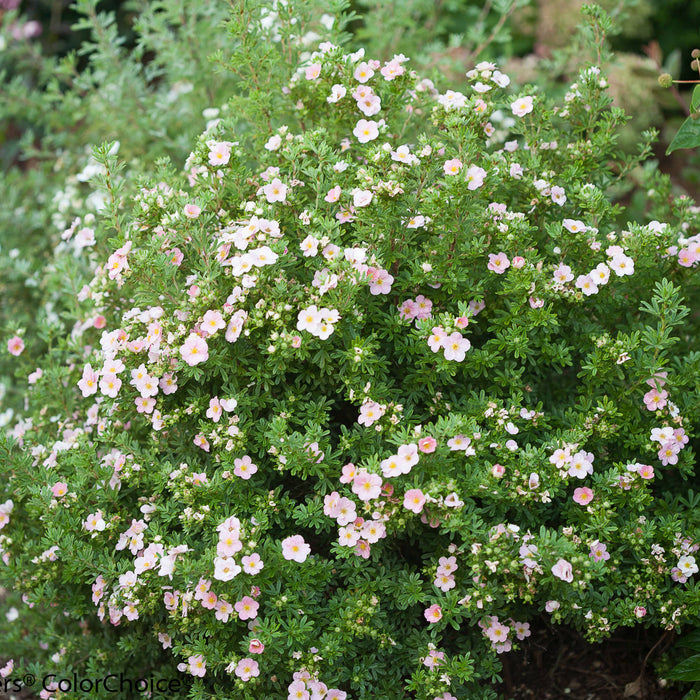 Potentilla-H Face Heart - G2/G3