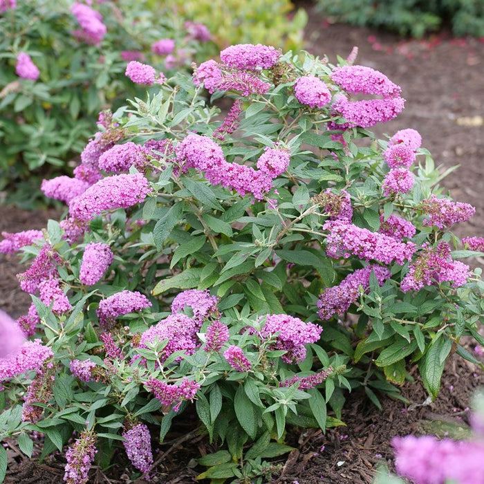 Butterflybush-Pugster Pink - G2/G3