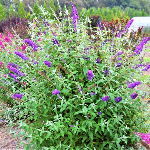 Butterflybush-Psych Sky - G2/G3