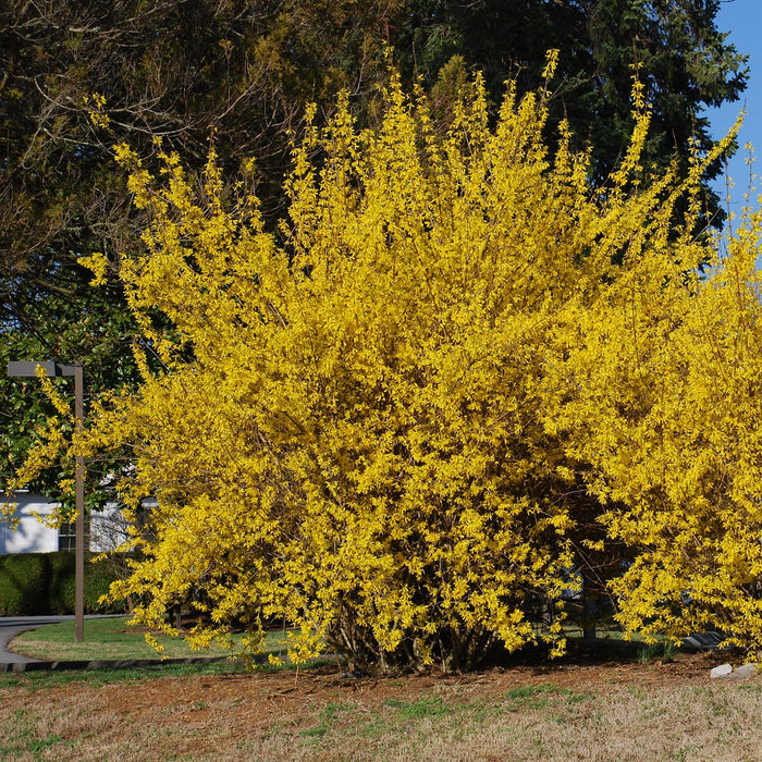 Forsythia-N. Gold - G5