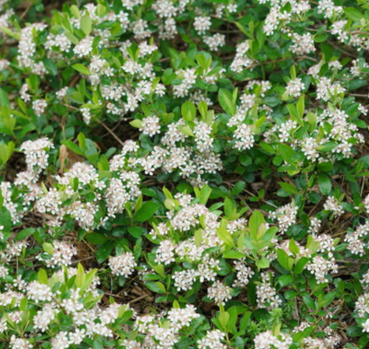 Chokeberry-Ground Hug - G2/G3