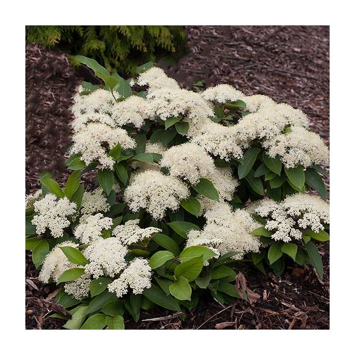 Viburnum-Little Ditty - G3