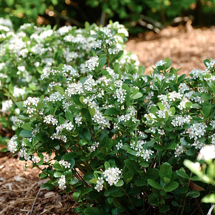 Chokeberry-Mound - G2/G3