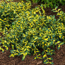 Euonymus-Moonshadow - G2/G3