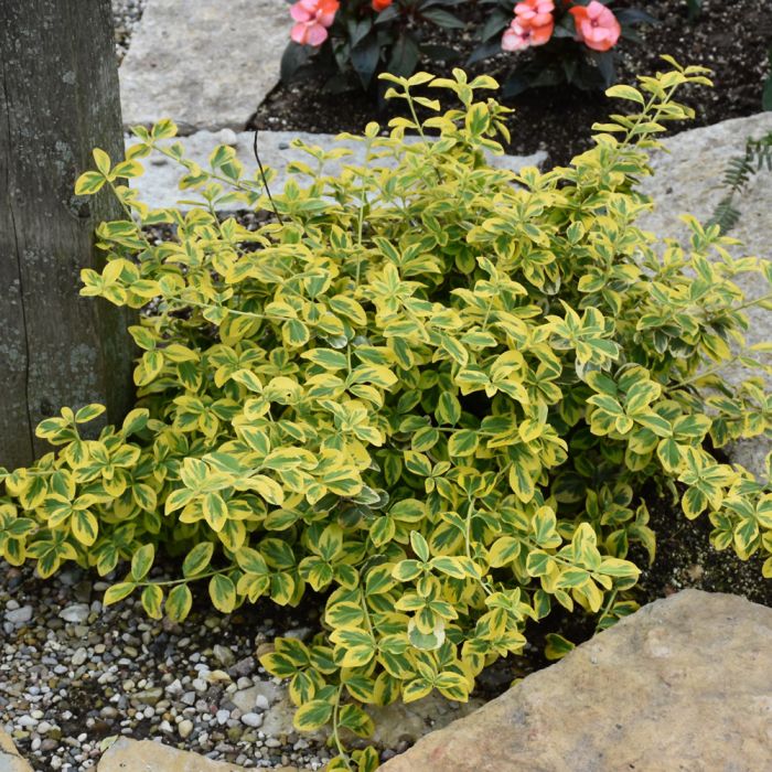 Euonymus-Gold Splash - G2/G3