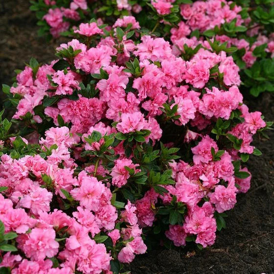 Azalea-Electric Light Pink - G2